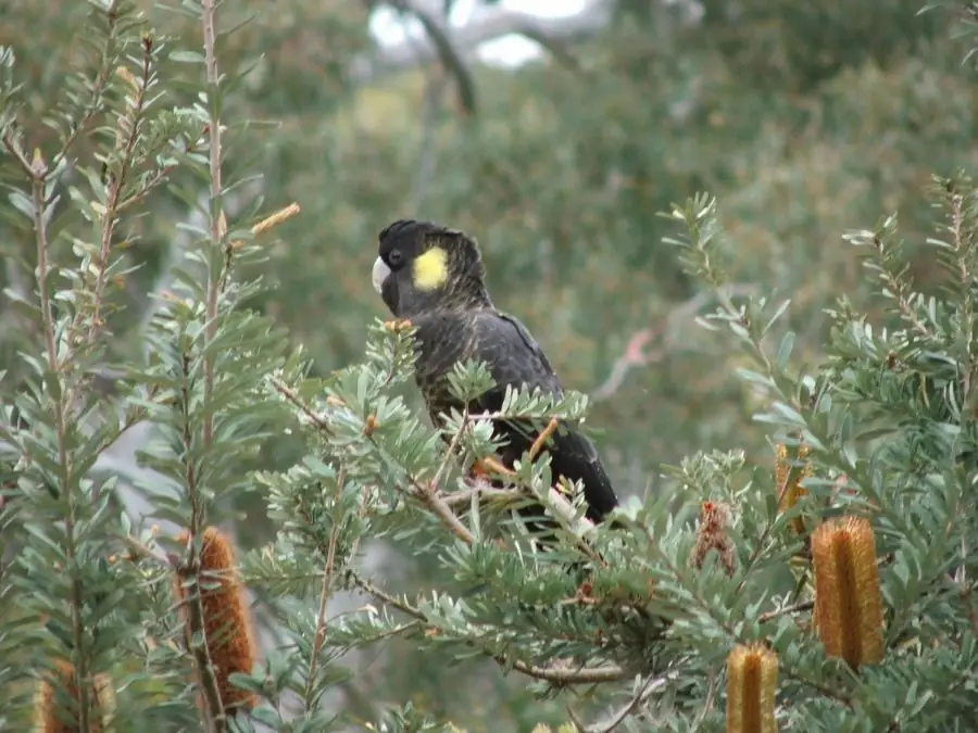 A black cockatoo on the property
