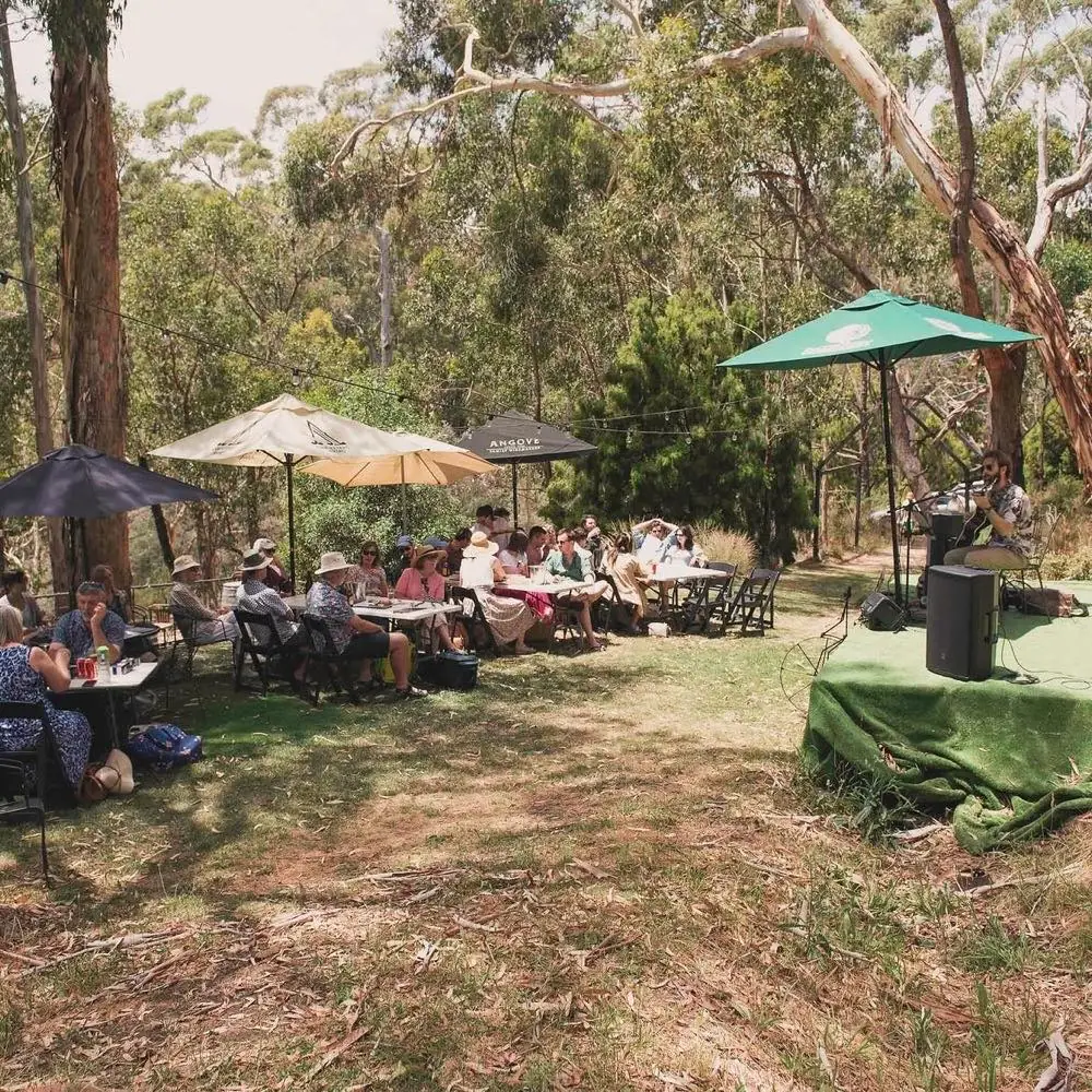 An afternoon of live music under the gums